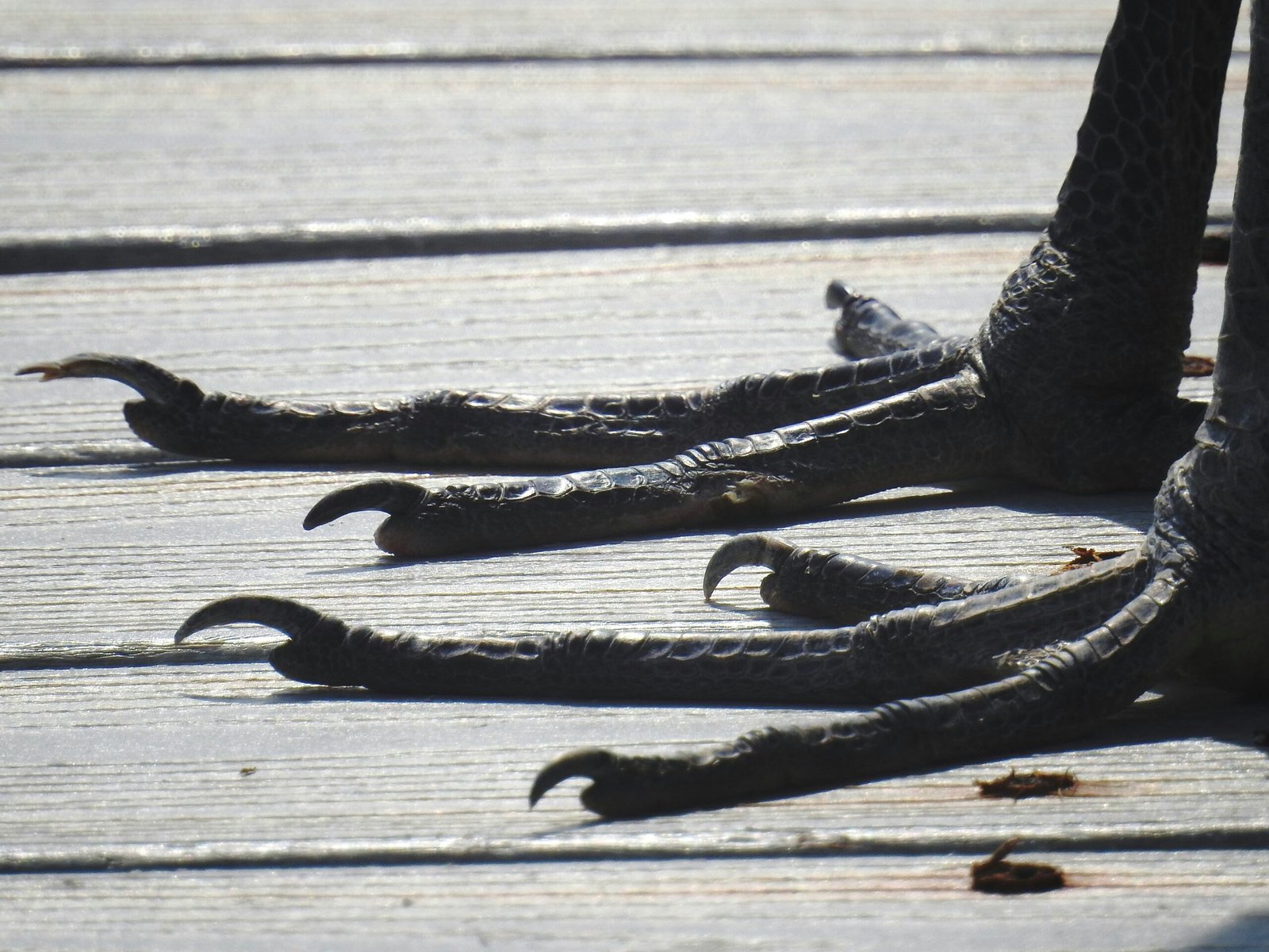 a close up of an animal laying on a wooden floor